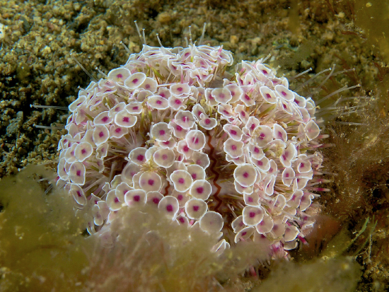  Toxopneustes pileolus (Flower Urchin)